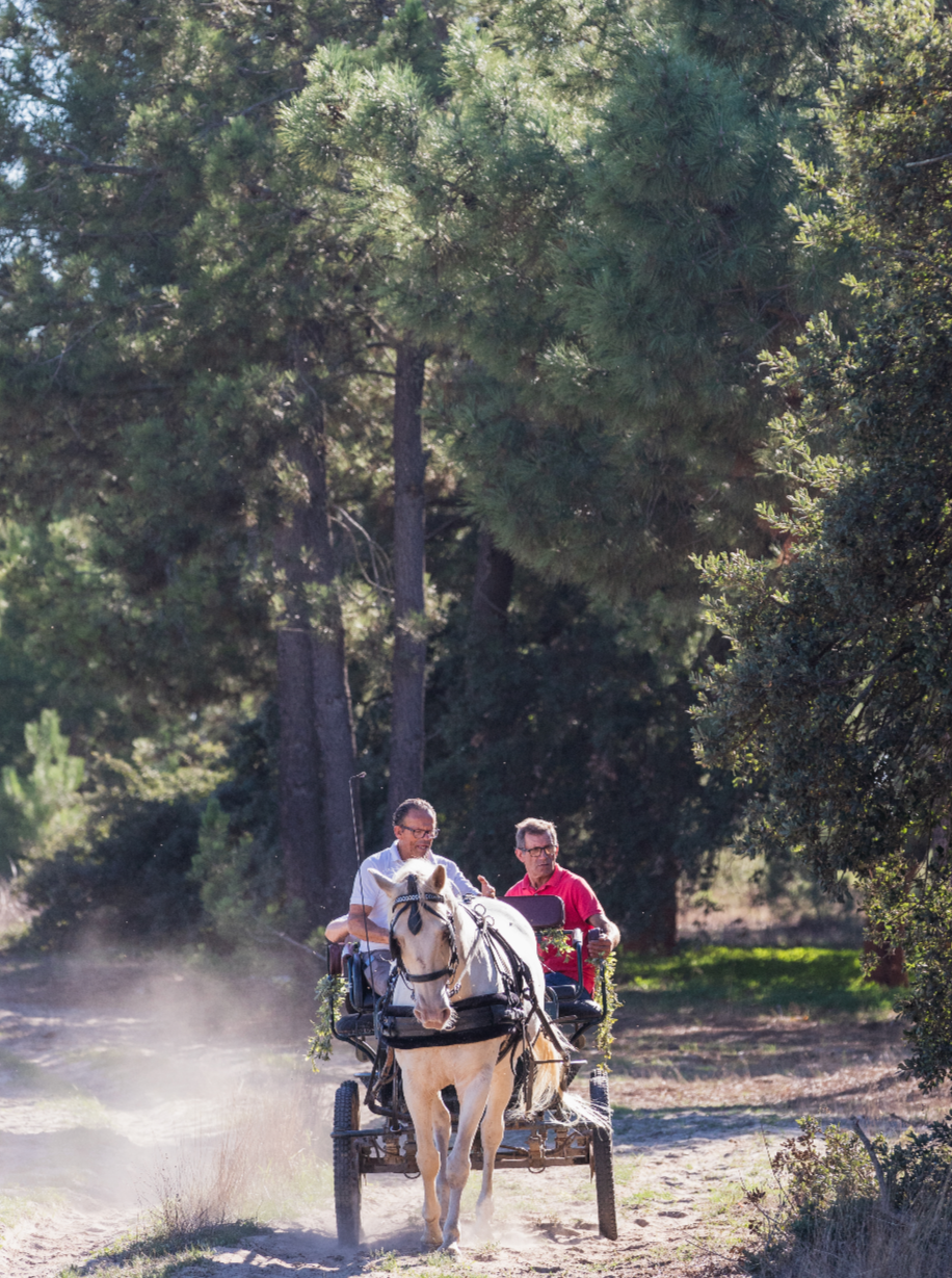Carriage Ride • 1 Hour • Minimum of 2 people
