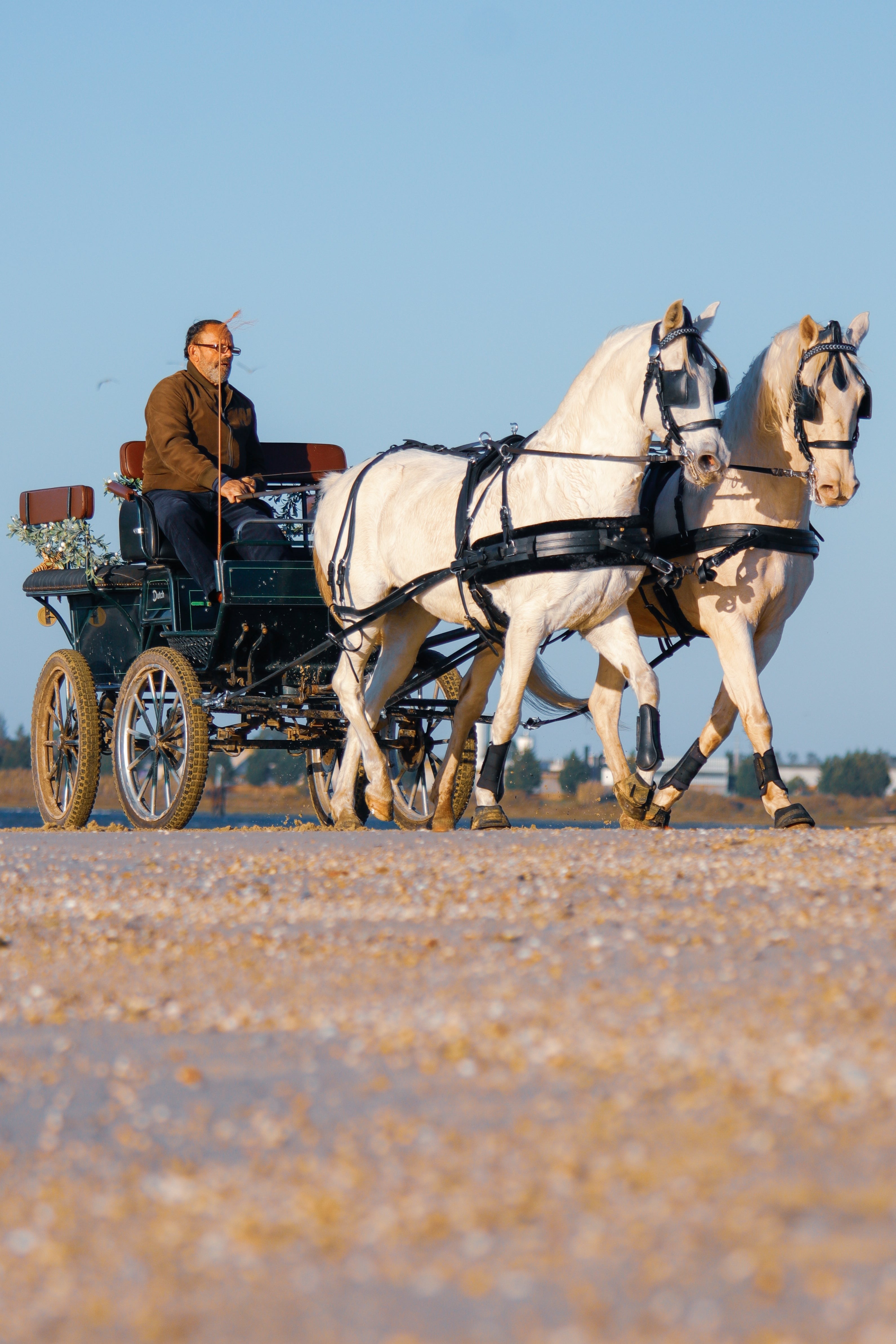 Carriage Ride • 1 Hour • Minimum of 2 people
