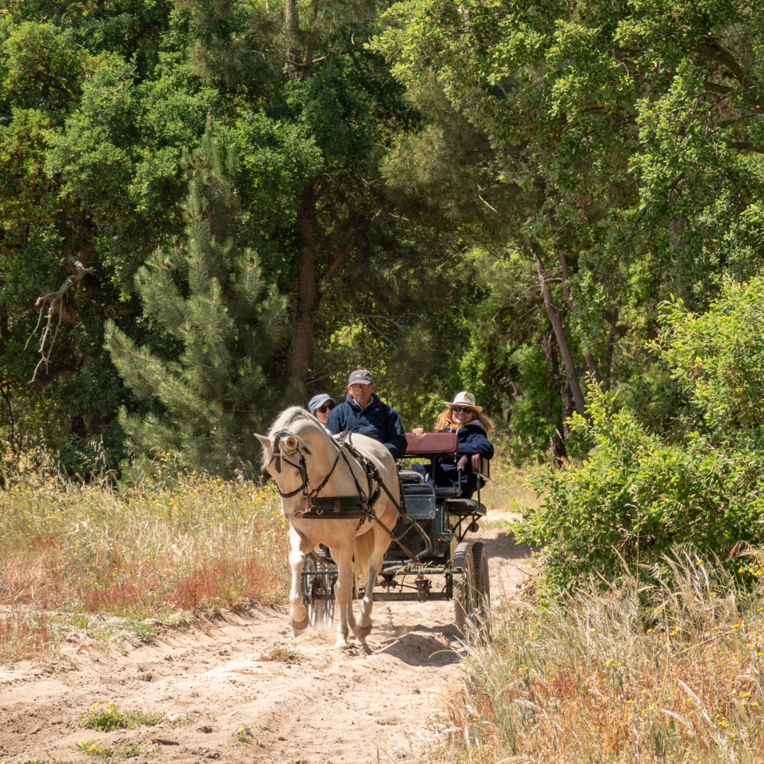 Digital Voucher • Ride in a buggy for 2 people